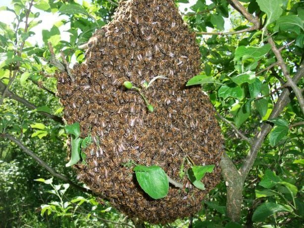Odkłady pszczele dadant 6 ramkowe buckfast/krainka  Radom