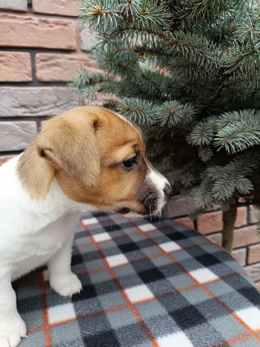 Цуценята Джек- Рассел-Тер'єр шукаємо хорошу родину