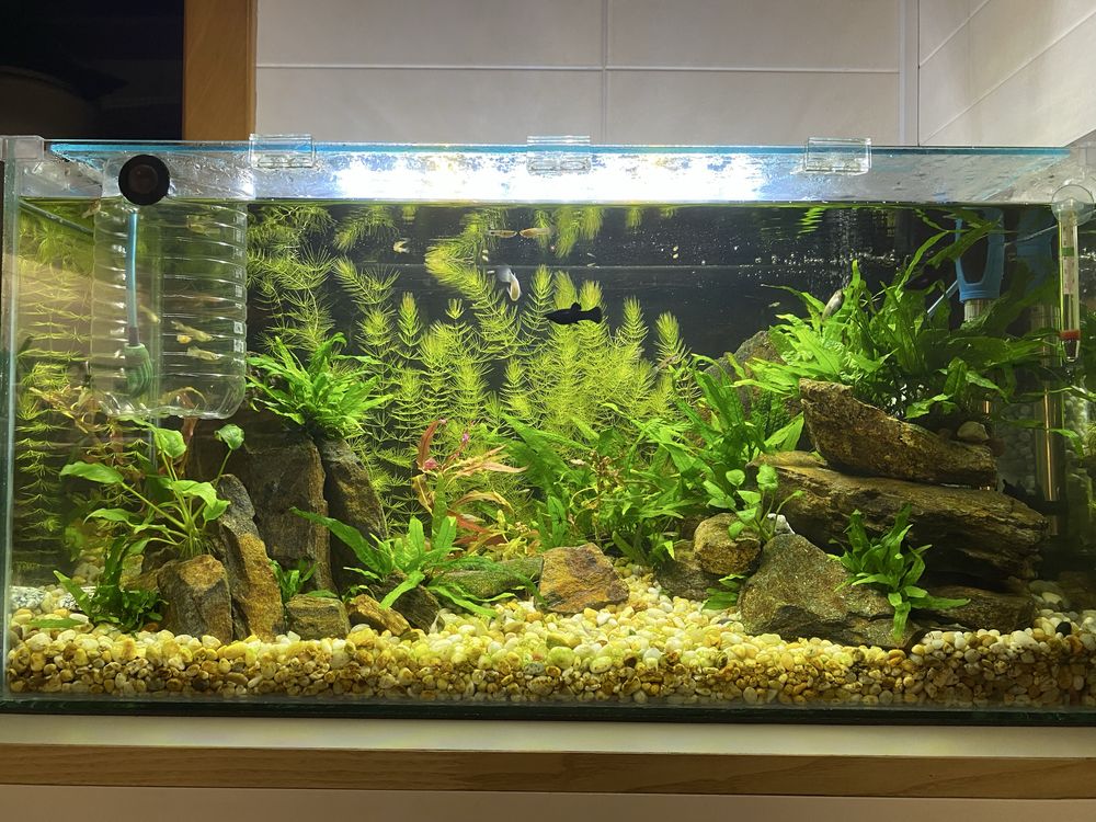 Plantas aquario, fox tail, e caracois physas e pleanorbis corneus