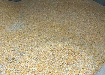 Kukurydza sucha 2025