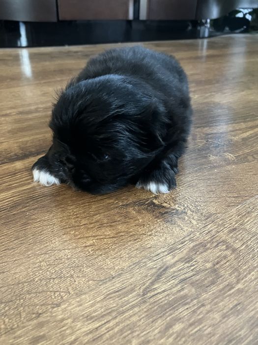 Śliczne szczenię Pekińczyk