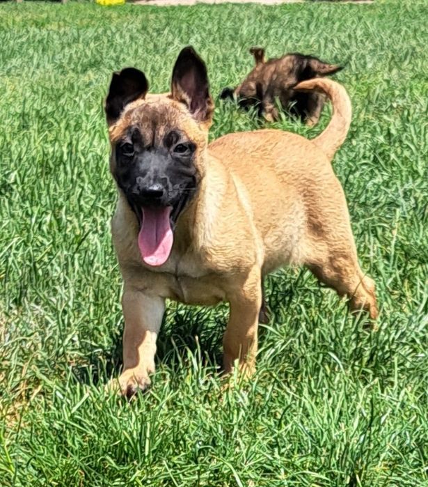 Owczarek belgijski Malinois szczeniaki - gotowe do odbioru