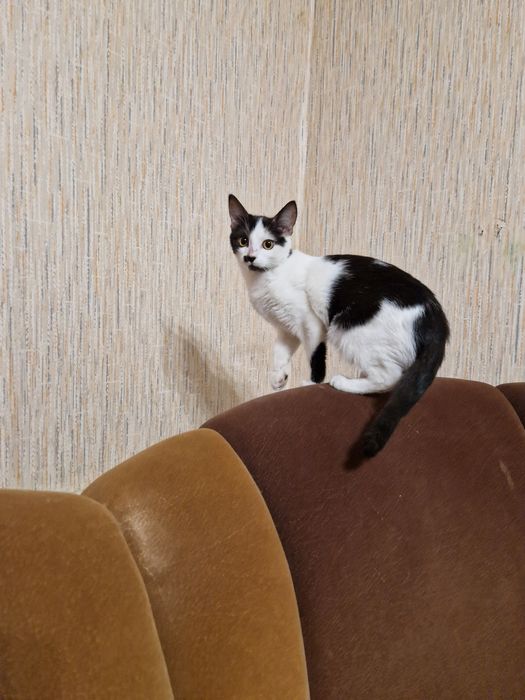 Кошеня, кіт, котики