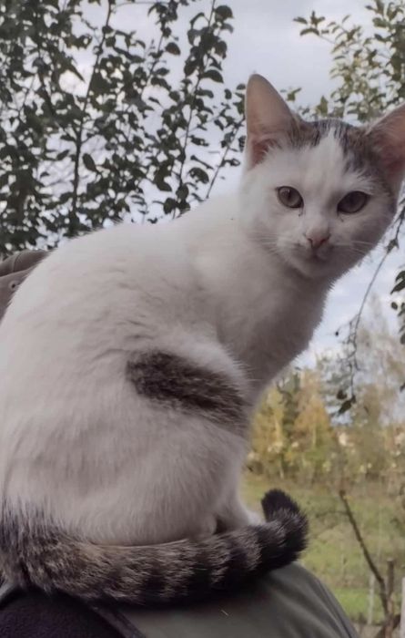 Zaginęła kotka bardzo przyjazna