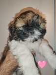 Shih-tzu, suczka