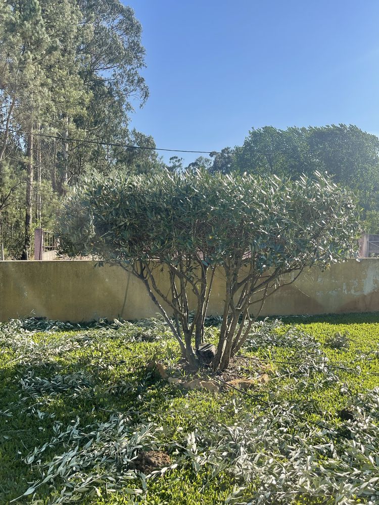 Serviços de jardinagem
