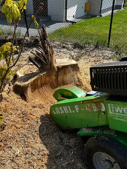 Frezowanie pni drzew  – usuwanie korzeni po wycince.