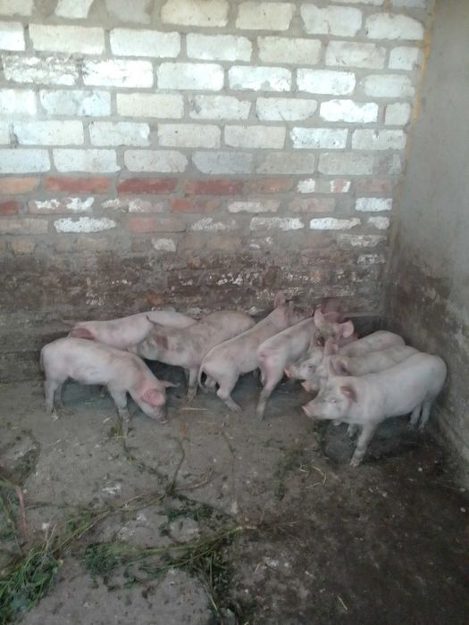 Продам поросята молоді
