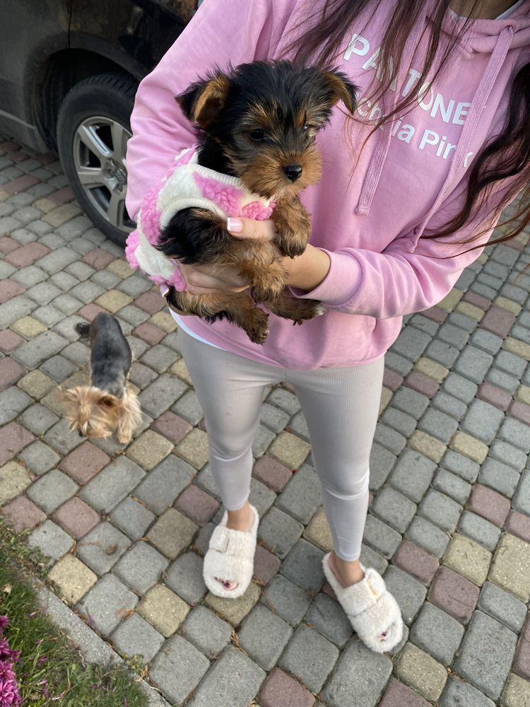 Йорчики цуцики