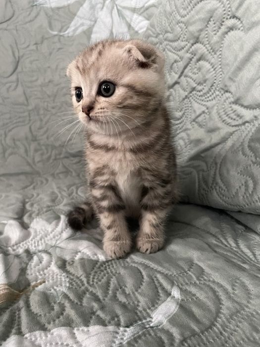 Кошенята котята шотландські котики британці