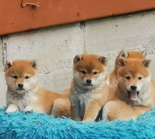 Shiba inu wzorcowa suczka