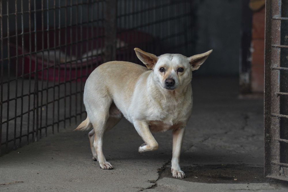 Poznajcie Matkę – kruchą duszyczkę z uszkami jak Yoda