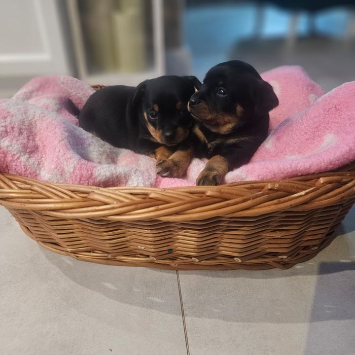 Piesek pinczer miniaturka
