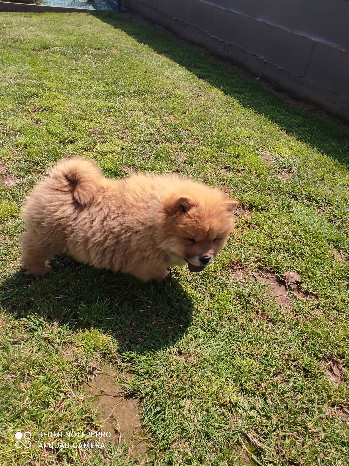 Chow chow piesek