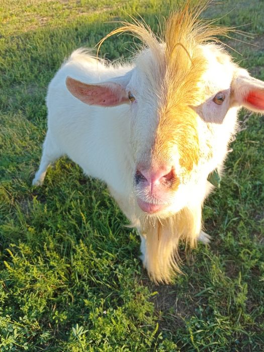 Продам снежка в хоршую се ю.