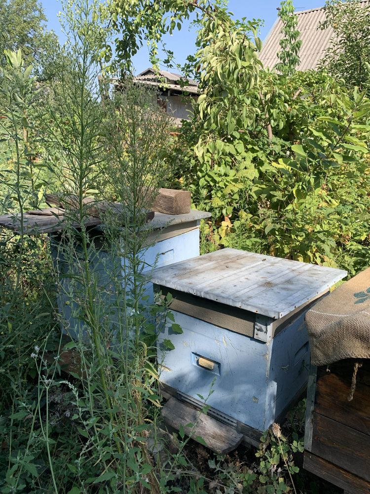 Продам пчел с ульями