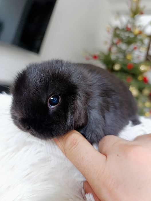 Mini lop karzełek Teddy hodowla zarejestrowana