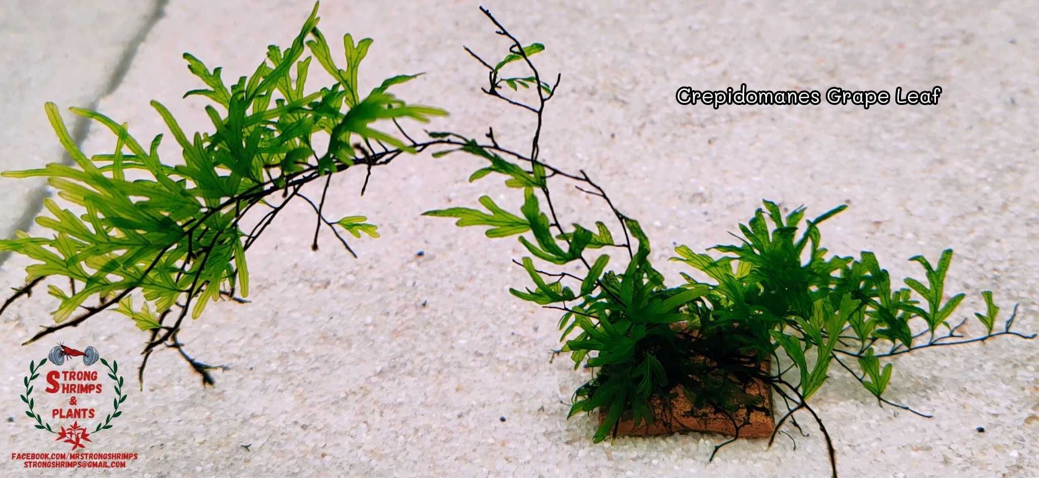 Crepidomanes Grape Leaf Rarytas