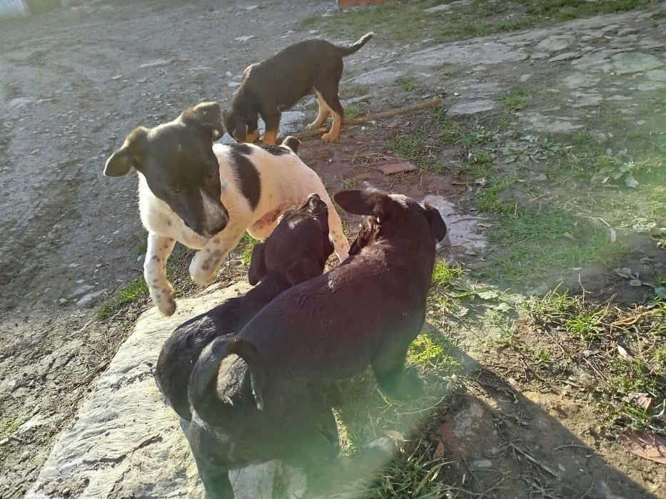 Oddam pieski szczeniaki !!!