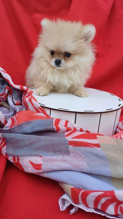 Віданий друг -померанський шпіц