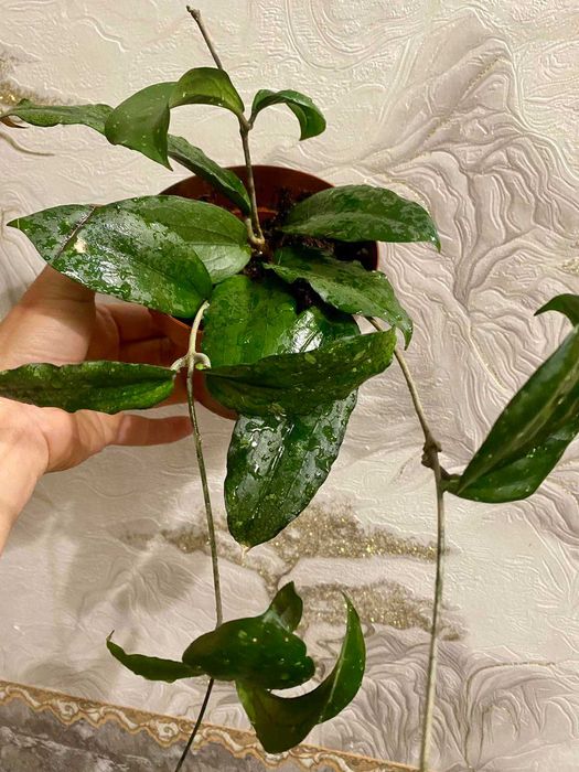 Hoya erythrina (хойя эритрина)