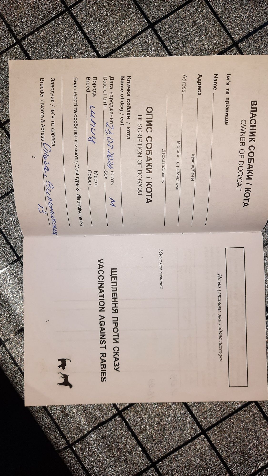 СРОЧНО!Продам померанского шпица