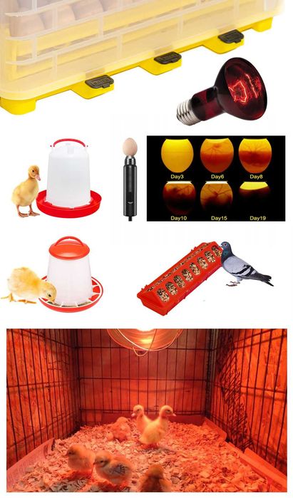 Kompletny zestaw INKUBATOR Automatyczny DINO do 112 Jaj - 12V / 230V