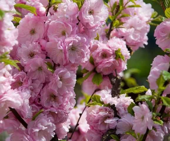 луізіанія сакура кущова мигдаль декоративний