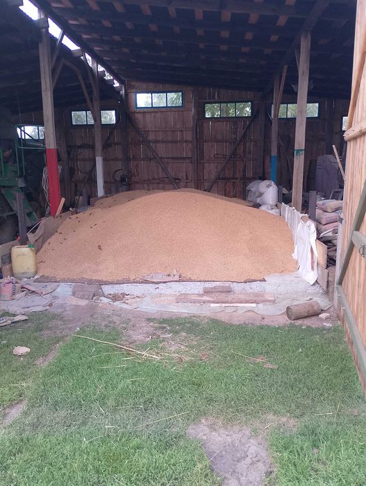 Продам пшеницю . Урожай 2025 року .