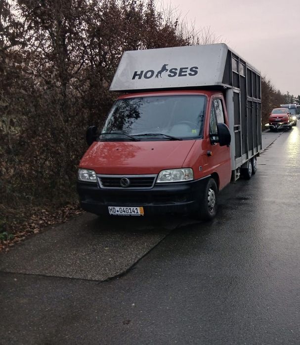 Fiat Ducato  Koniowóz , do przewozu zwierząt