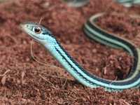 Thamnophis sirtalis / sauritus wąż pończosznik