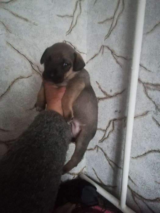 Щенок ищет семью