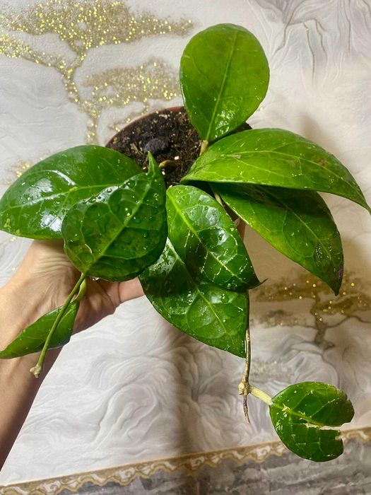 Hoya  Verticcillata Wayang Splash ( Хойя Вертикулата Ваянг Сплеш )