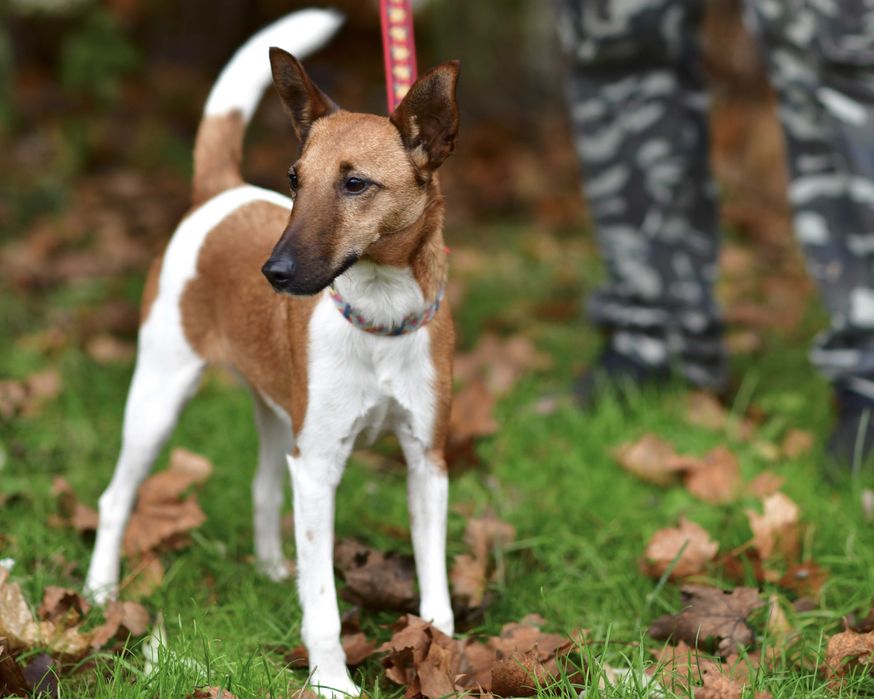 Znaleziono suczkę - Sztutowo - Kąty Rybackie