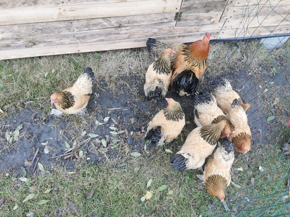 Brahmy miniaturowe gronostajowe żółte