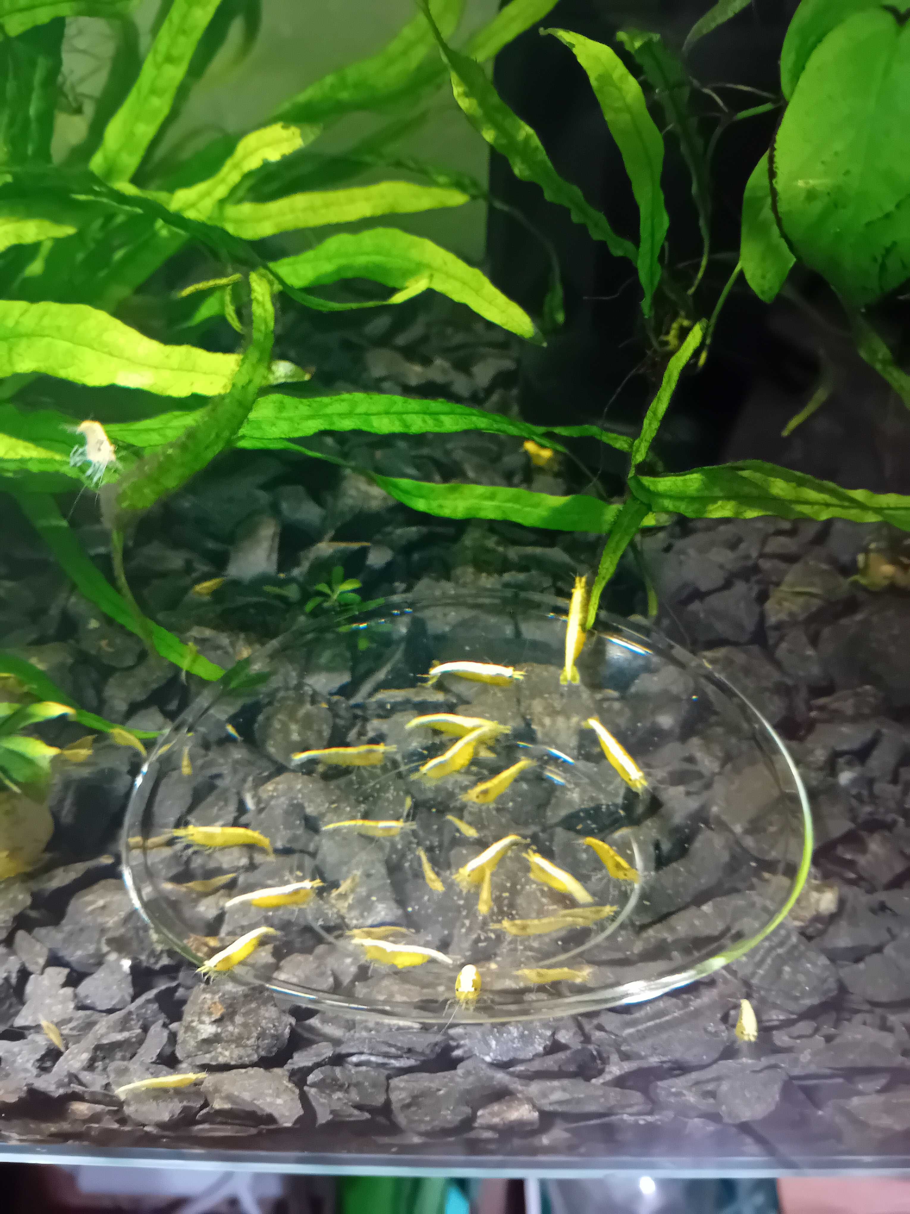 Krewetka Neocaridina heteropoda "Yellow Neon "