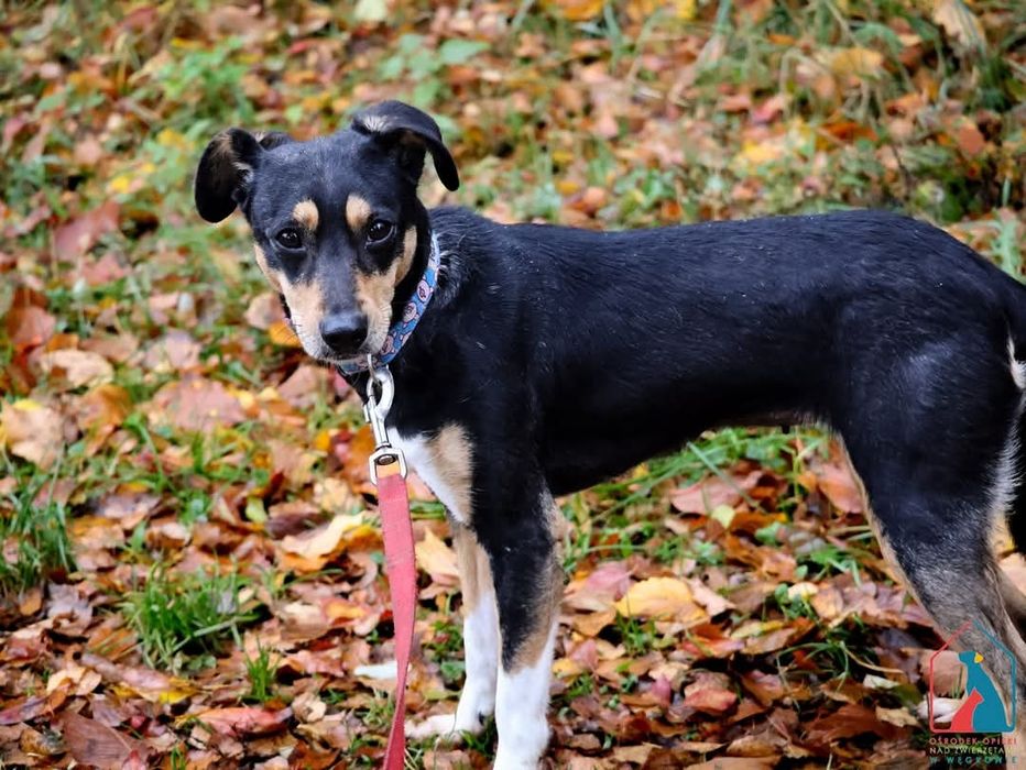 Nixi 19/25 - SZUKA DOMU!