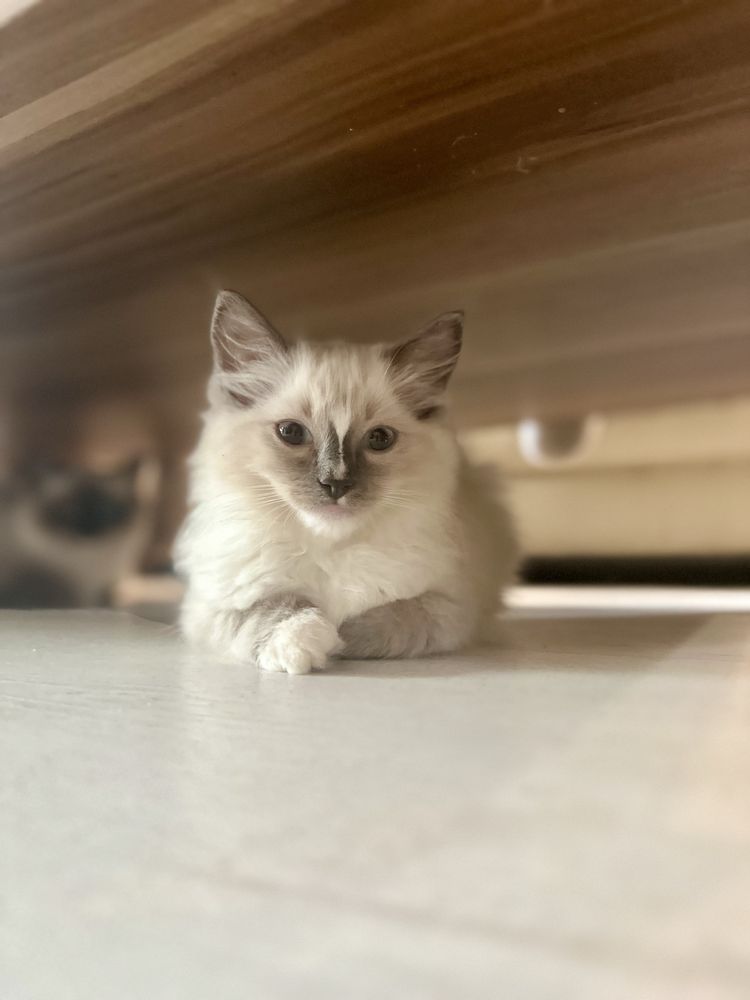Ragdoll kotka blue mitted rodowód FPL FiFe FCI kot chip do odbioru