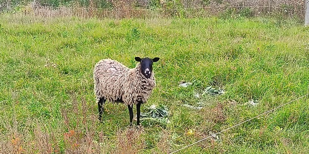 Вівці , ярки , овечки 75грн/кг