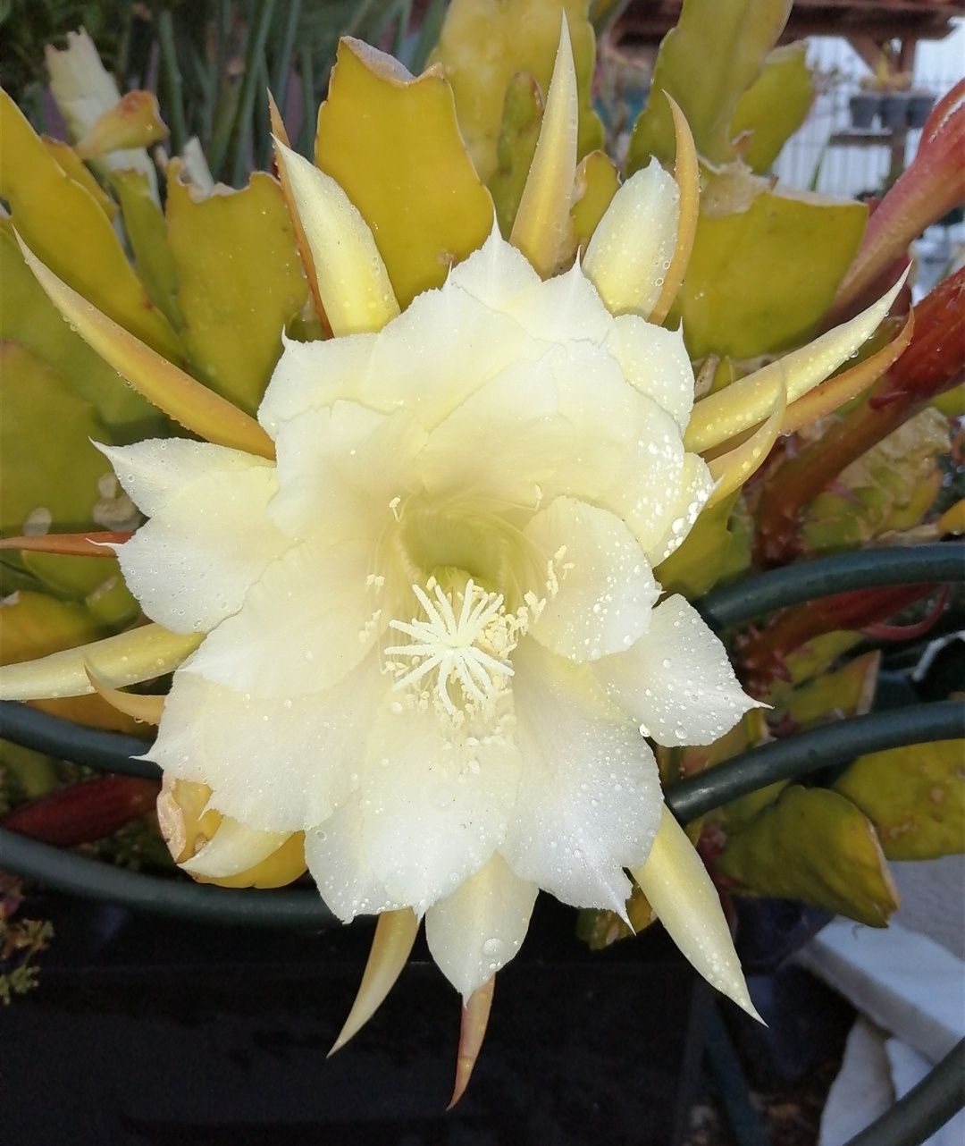 Cato orquídea com flor amarela