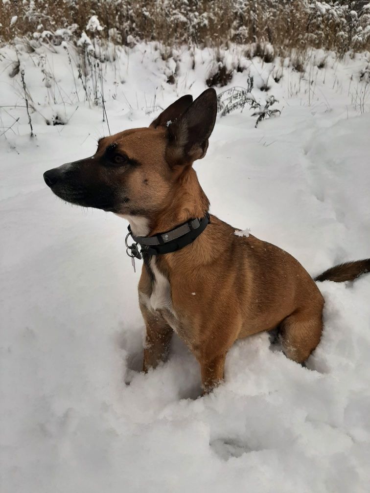 Suczka do adopcji