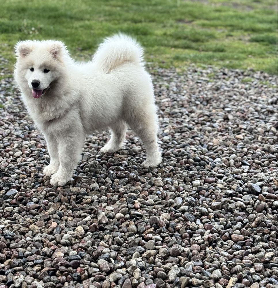 Samoyed Samojed suczka