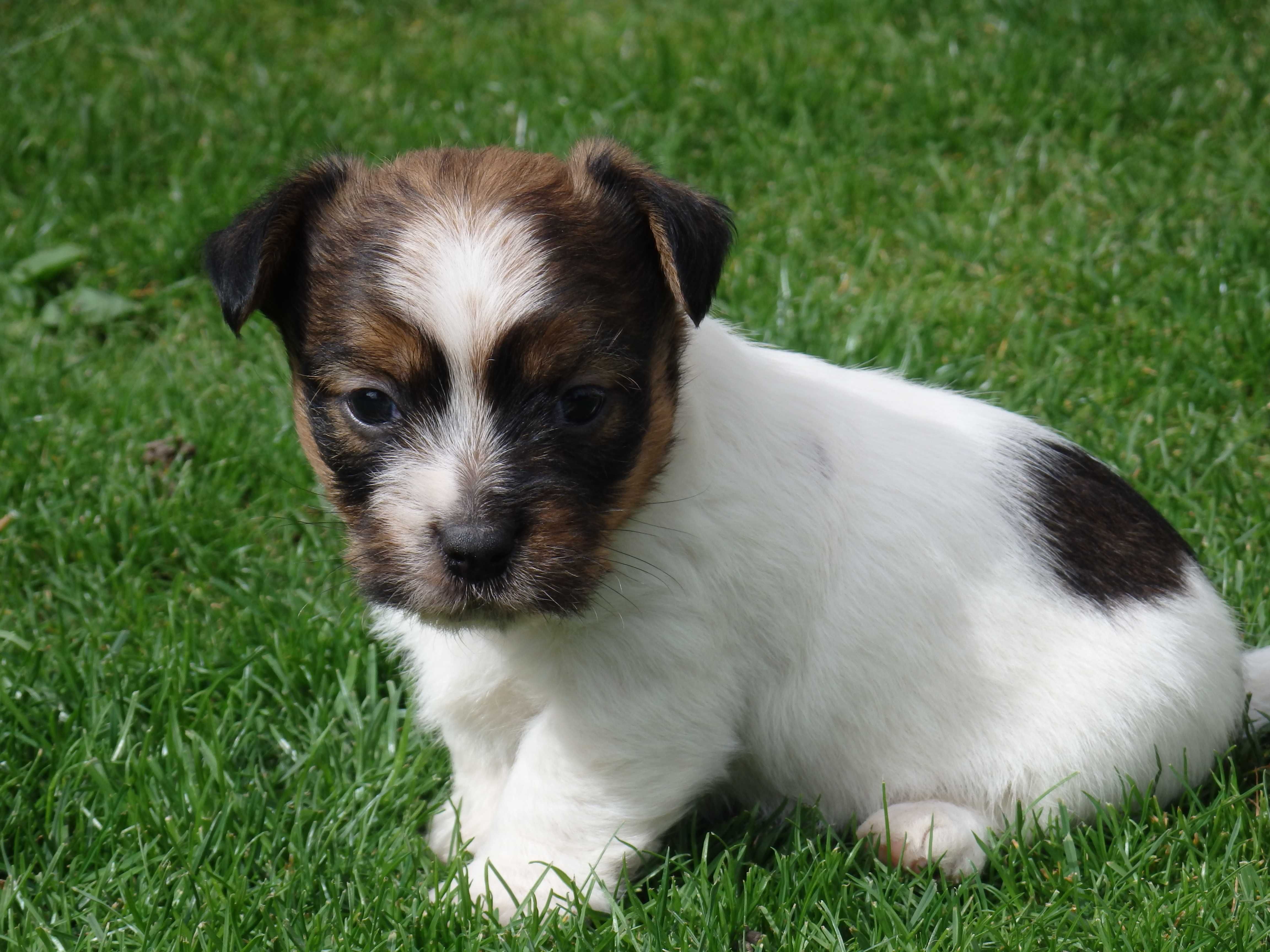 Jack Russell Terrier PIESEŁEK od SMARTIE JACKS  rodzice ZKwP/ FCI MALE