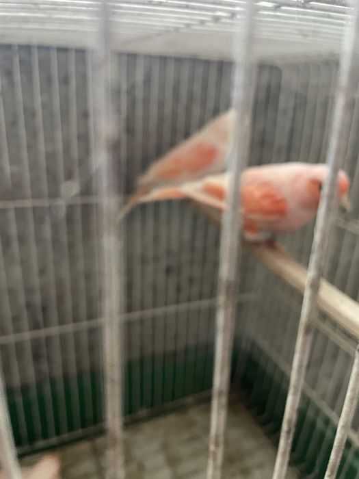 4 femeas de arlequim