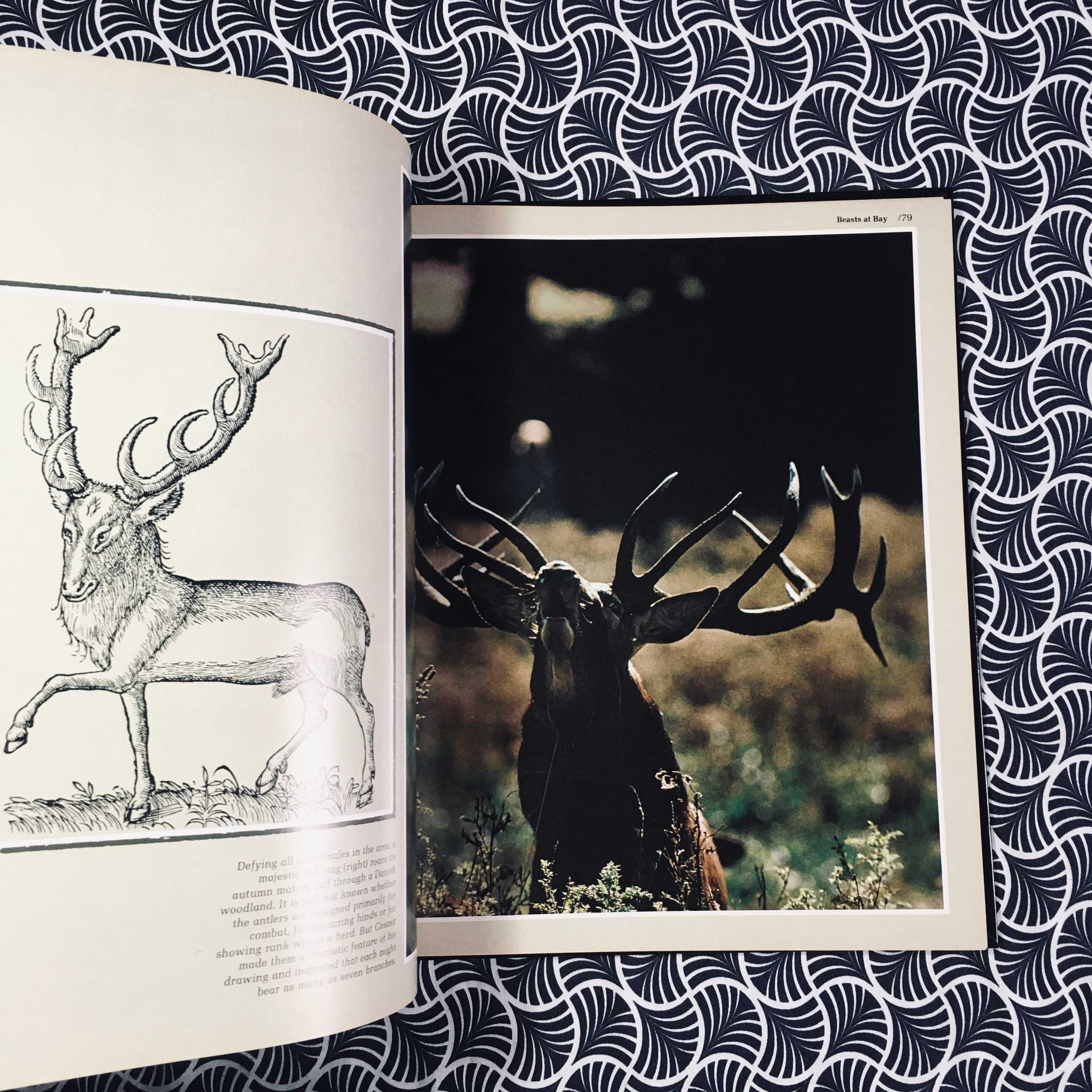 Wilderness Europe - Douglas Botting
