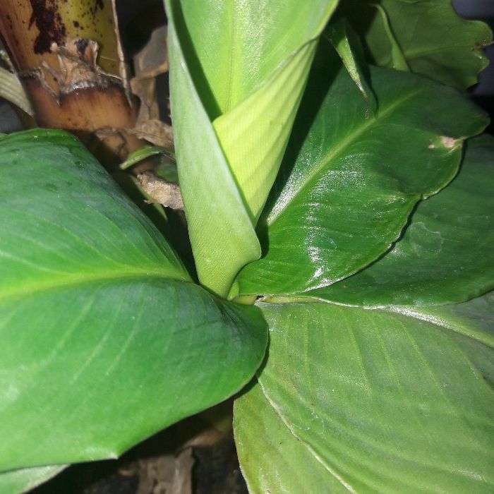 Bananowiec z Ecuadoru - Okazja! Aktualne!