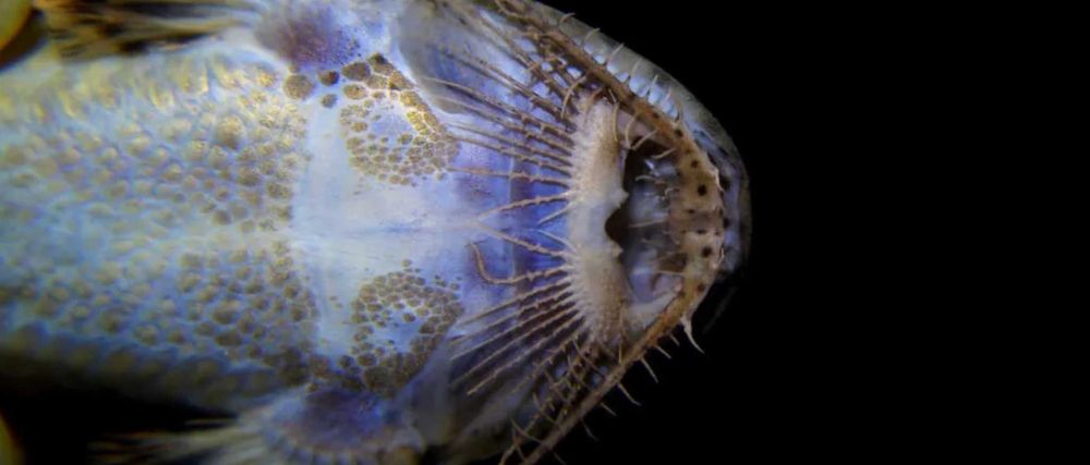 Glonojad - Planiloricaria cryptodon - odłów - WF - dowóz, wysyłka