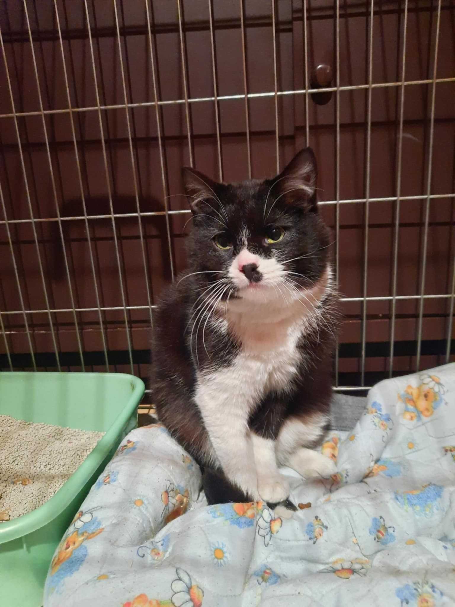 kotek Odryn elegancki z  łatką do adopcji