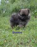 szpic miniaturowy , pomeranian