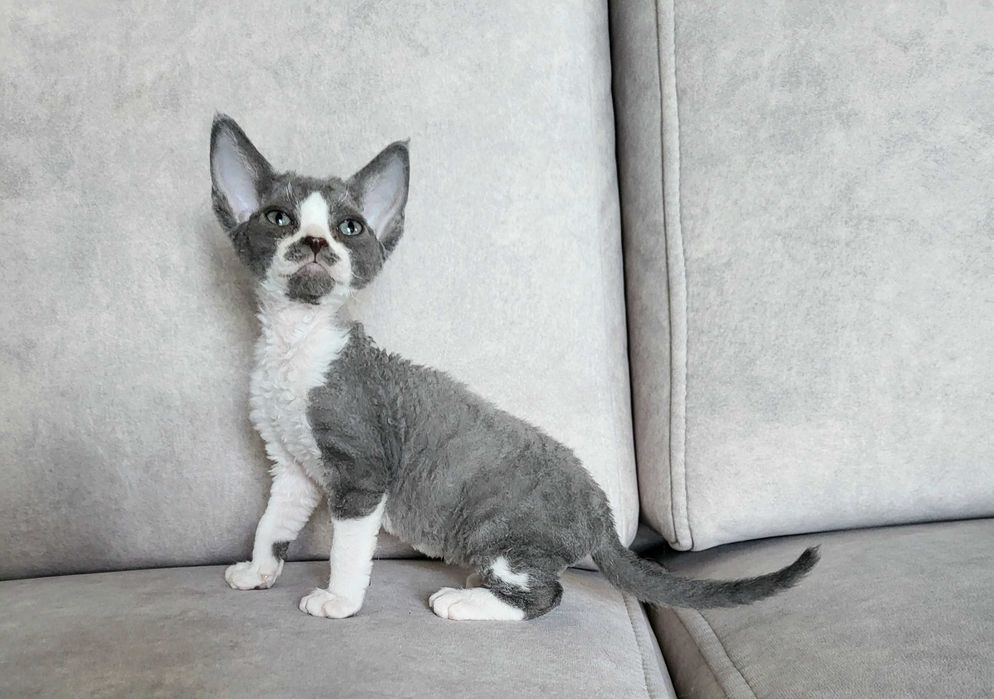 Dziewczynka devon rex gotowa na zmianę domu FPL